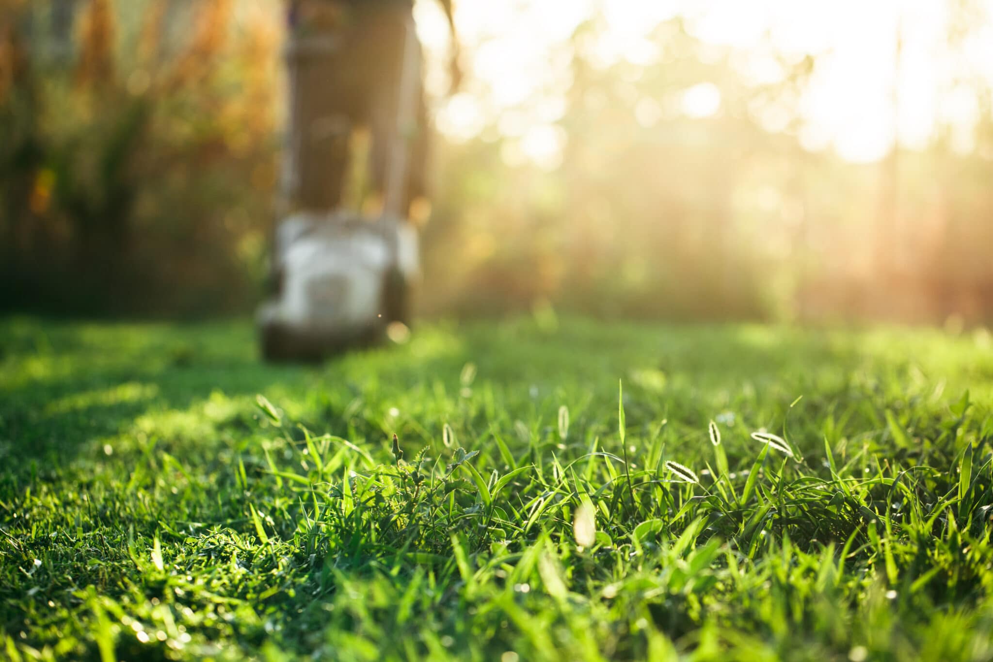 How to Maximize Growth with Proper Summer Lawn Care
